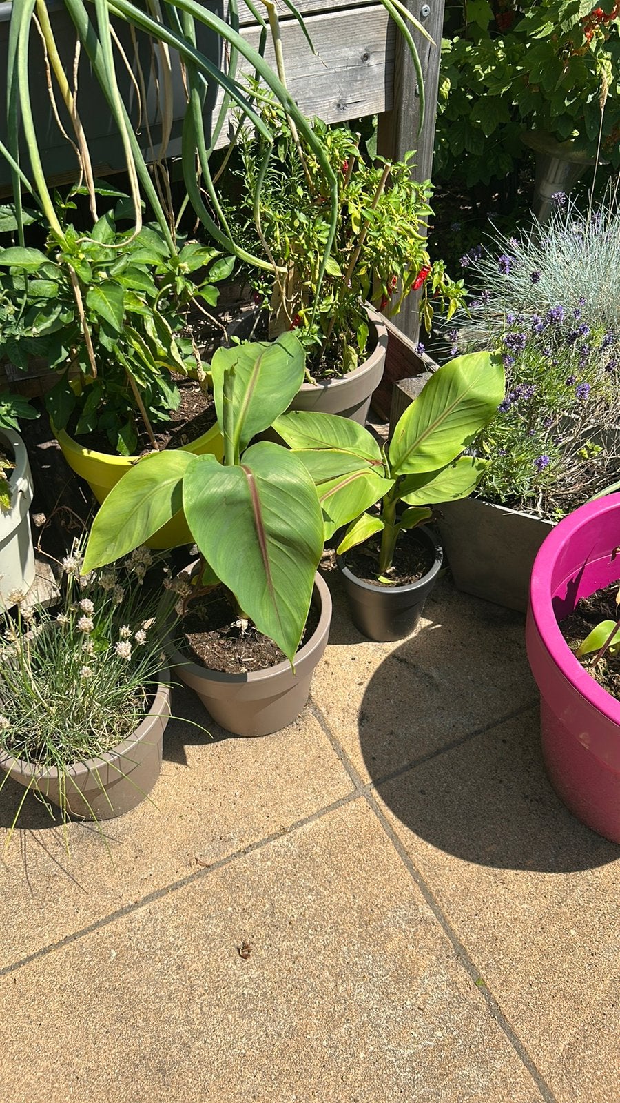 Bananenplant, Ophalen, Overige soorten, Volle zon