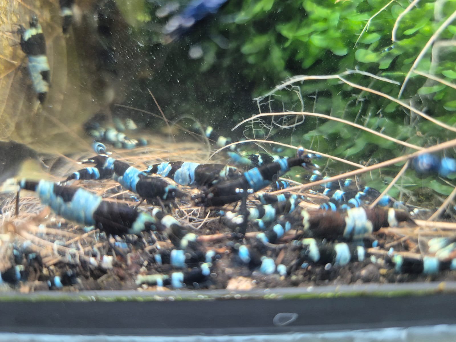 Blue Panda high grade garnalen blauw zwart, Caridina, Dieren en Toebehoren, Kreeft, Krab of Garnaal