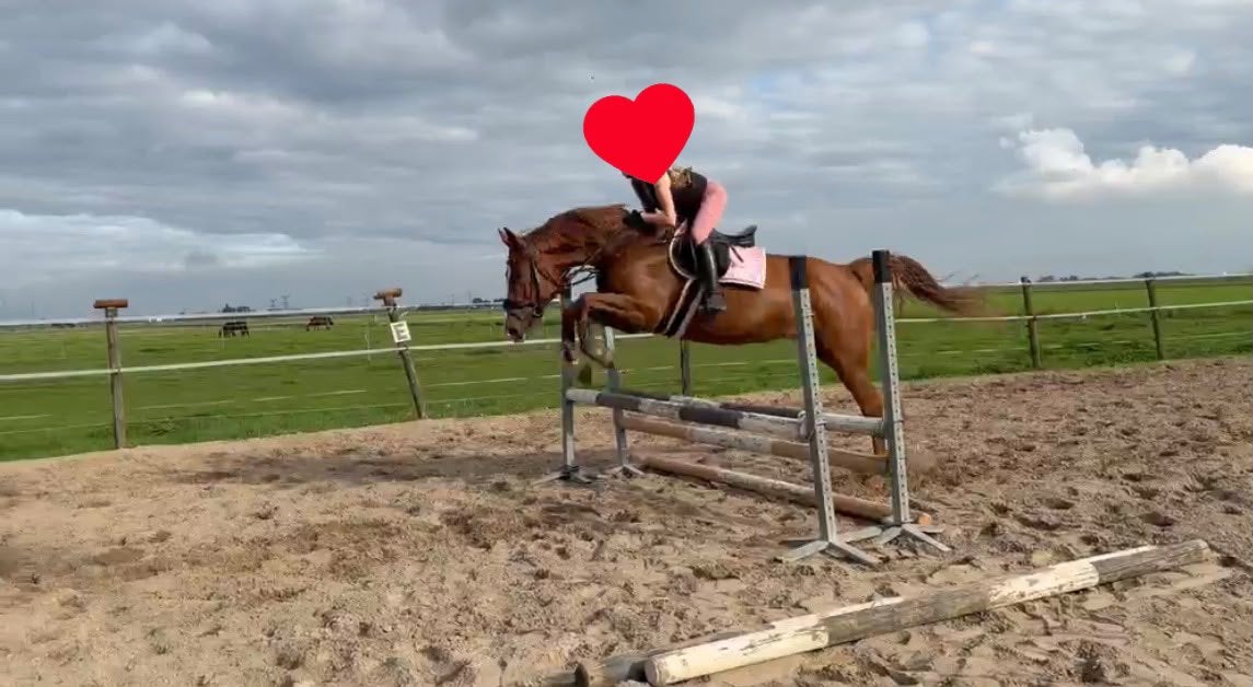 Lieve drachtige spring merrie!, Dieren en Toebehoren, Merrie, Springpaard, 170 tot 175 cm, 7 tot 10 jaar