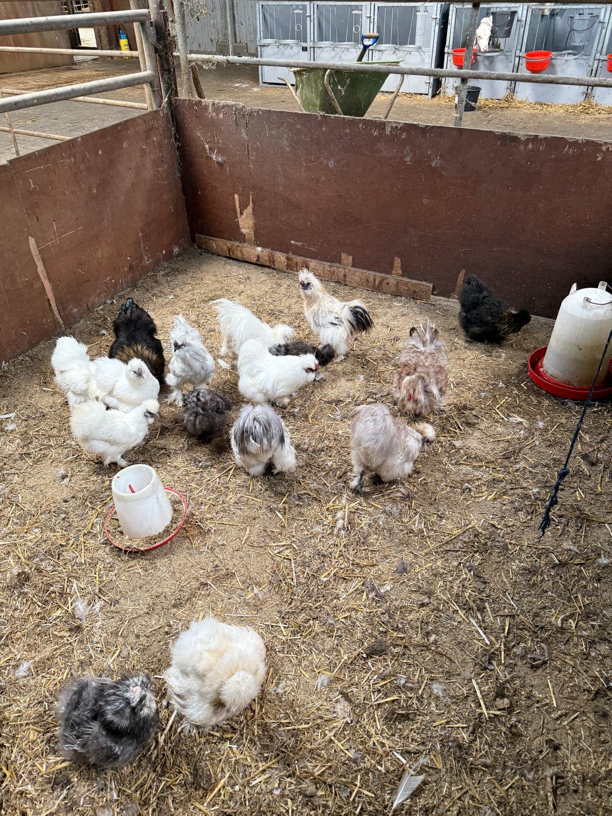 USA Silkie foktoom!! Unieke bloedlijn !!, Dieren en Toebehoren, Pluimvee