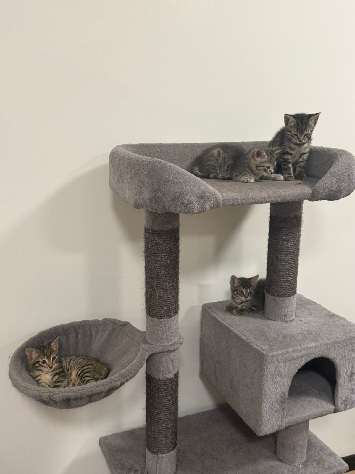 Kitten, Ophalen, Zo goed als nieuw, Krabton