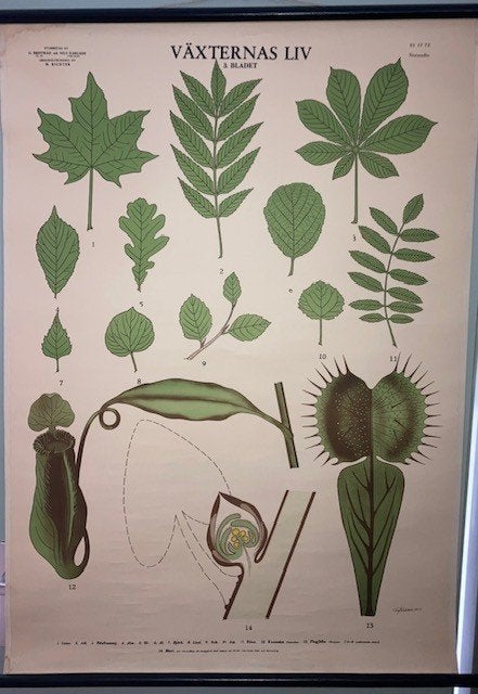 Vintage plantenposter/schoolplaat, Antiek en Kunst, Ophalen of Verzenden