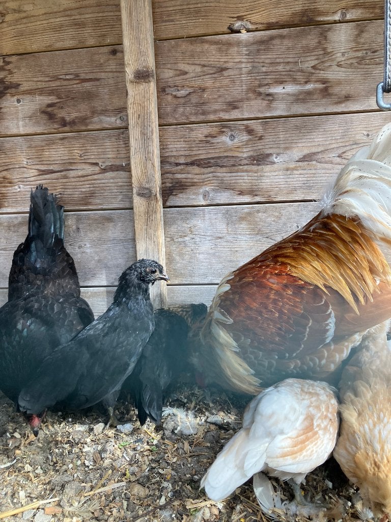 Jonge hennen kippen, Dieren en Toebehoren, Vrouwelijk, Kip