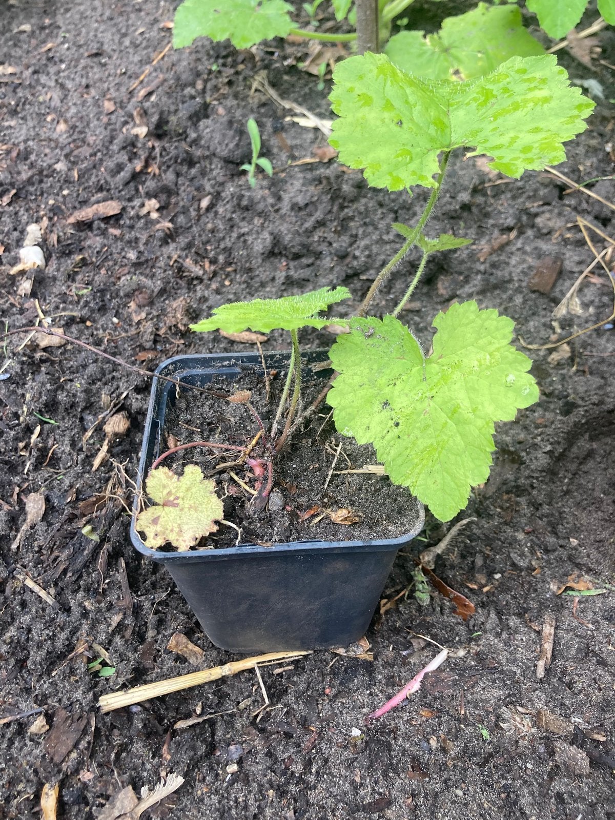 Tiarella cordifolia planten, Ophalen, Minder dan 100 cm, Overige soorten, Zomer