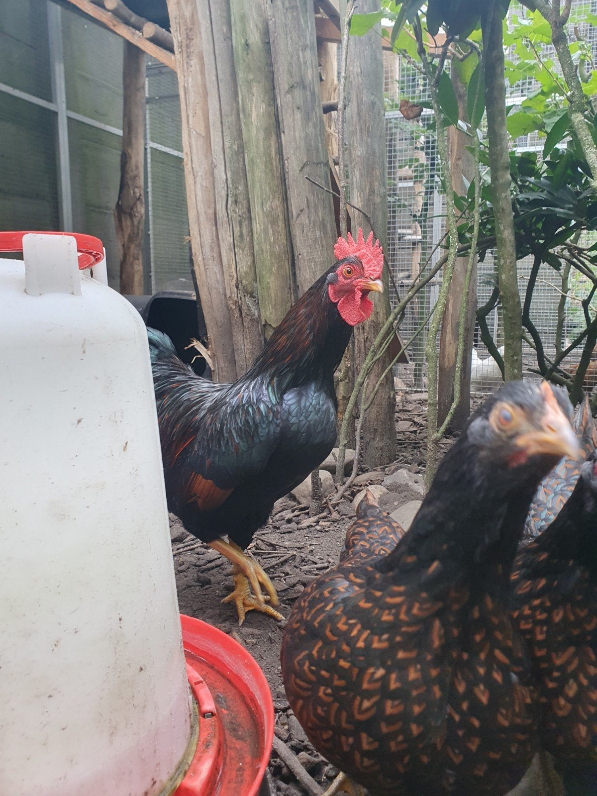 trio Barnevelder kriel vn dit jaar tegen de leg aan, Dieren en Toebehoren, Meerdere dieren, Kip