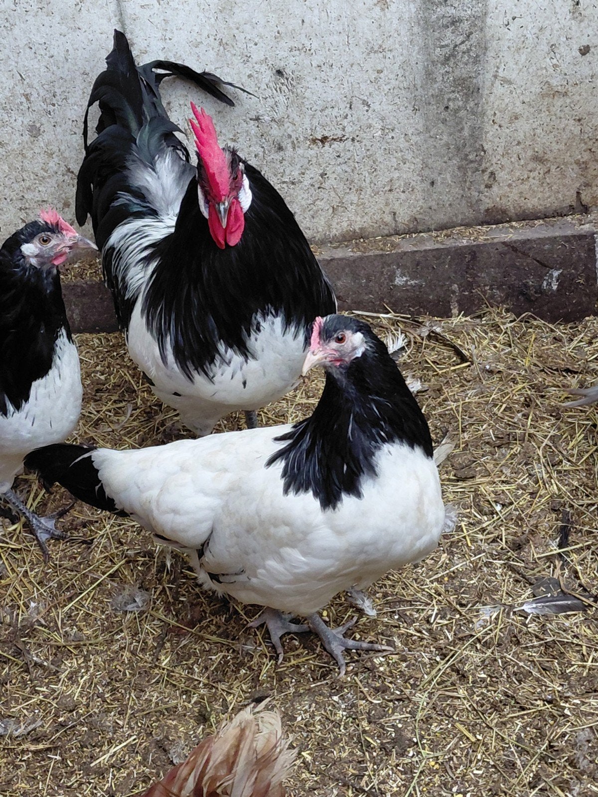 Lakenvelder kippen, Dieren en Toebehoren, Pluimvee, Vrouwelijk, Kip