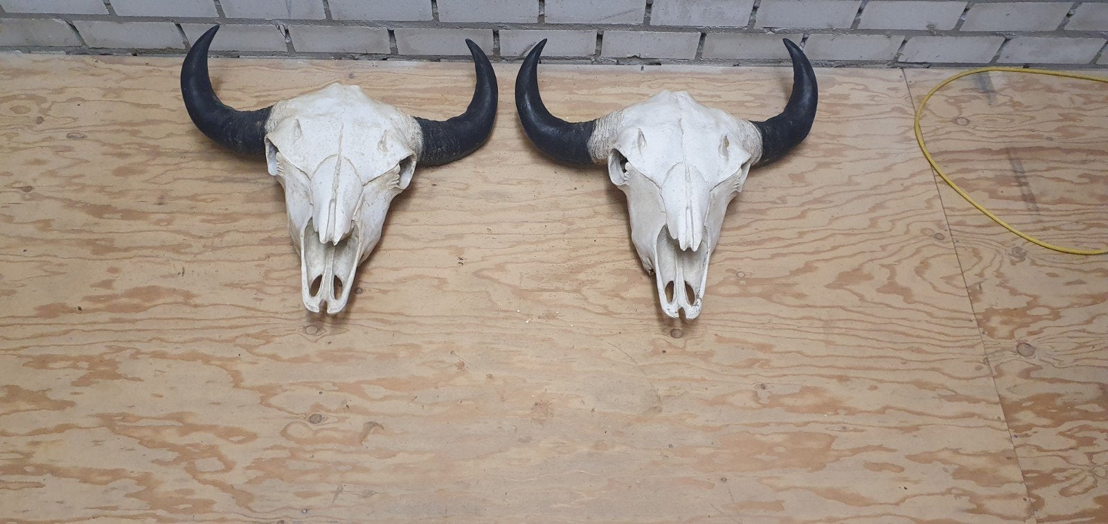 Twee buffelschedels met hoorns, Ophalen, Gebruikt