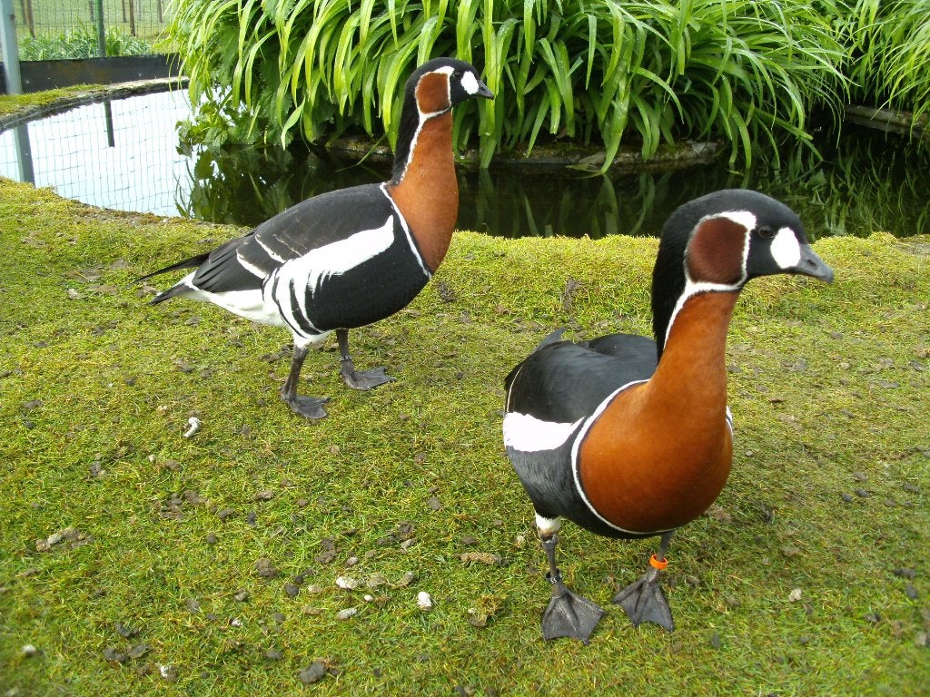 roodhalsgans, Meerdere dieren, Gans of Zwaan