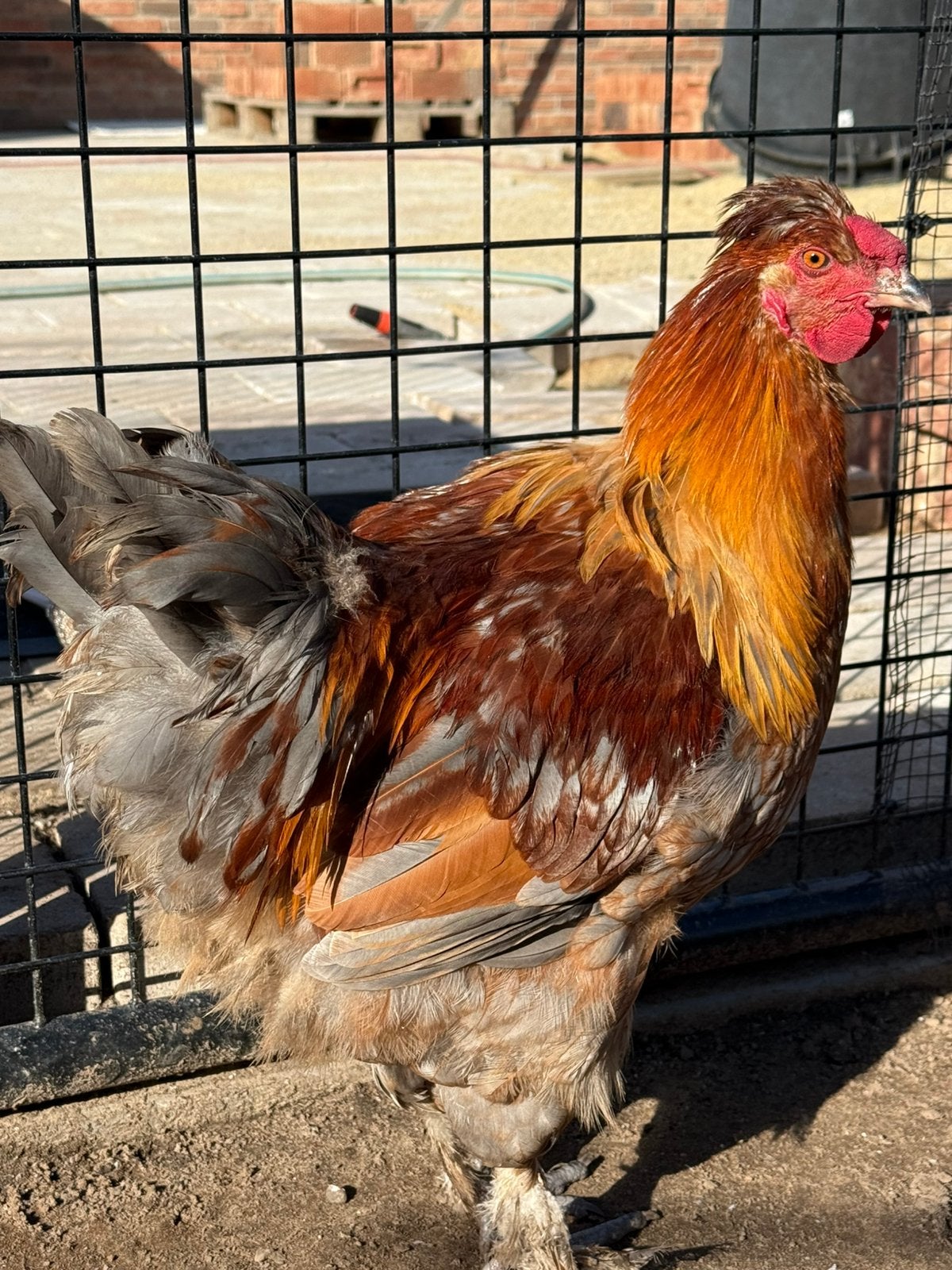 Gratis jonge brahma blue des landes haan, Mannelijk, Kip