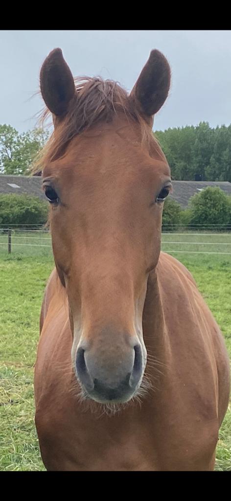 Te koop 2-jarige hengst van Lantanas, Dieren en Toebehoren, Paarden, Met stamboom, Dressuurpaard, 0 tot 2 jaar, Hengst