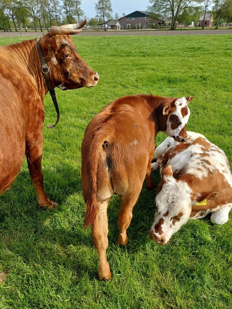 stierkalf 3,5 maand vader VBR, Dieren en Toebehoren, Runderen, Mannelijk, 0 tot 2 jaar