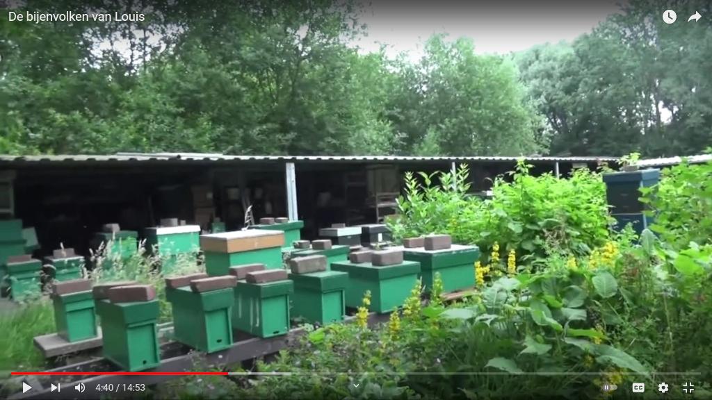 Jonge Buckfast-bijenvolken met F2-koninginnen (2026) te koop, Dieren en Toebehoren, Bijen
