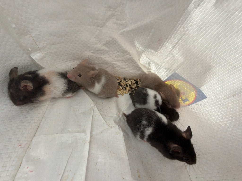 SYRIAN HAMSTER VERSCHILLENDE KLEUREN (goudhamsters), Hamster, Augustus, Meerdere dieren, Tam