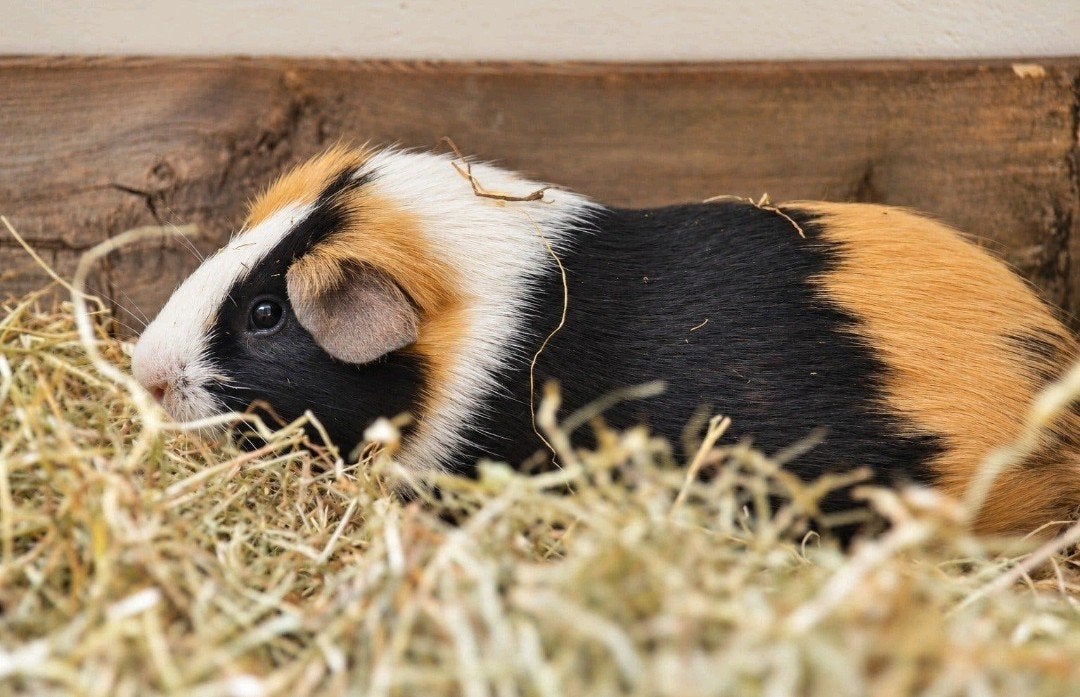Lieve gladhaar cavia Henry e.v.t met kooi zoekt een thuis, Dieren en Toebehoren, Mannelijk, Tam, Maart, Cavia