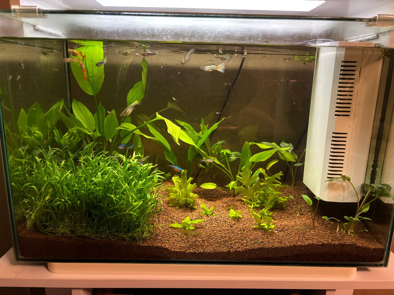 Guppy’s & 2 kardinaaltetra’s zoeken nieuw huis, Dieren en Toebehoren, Vis, Zoetwatervis
