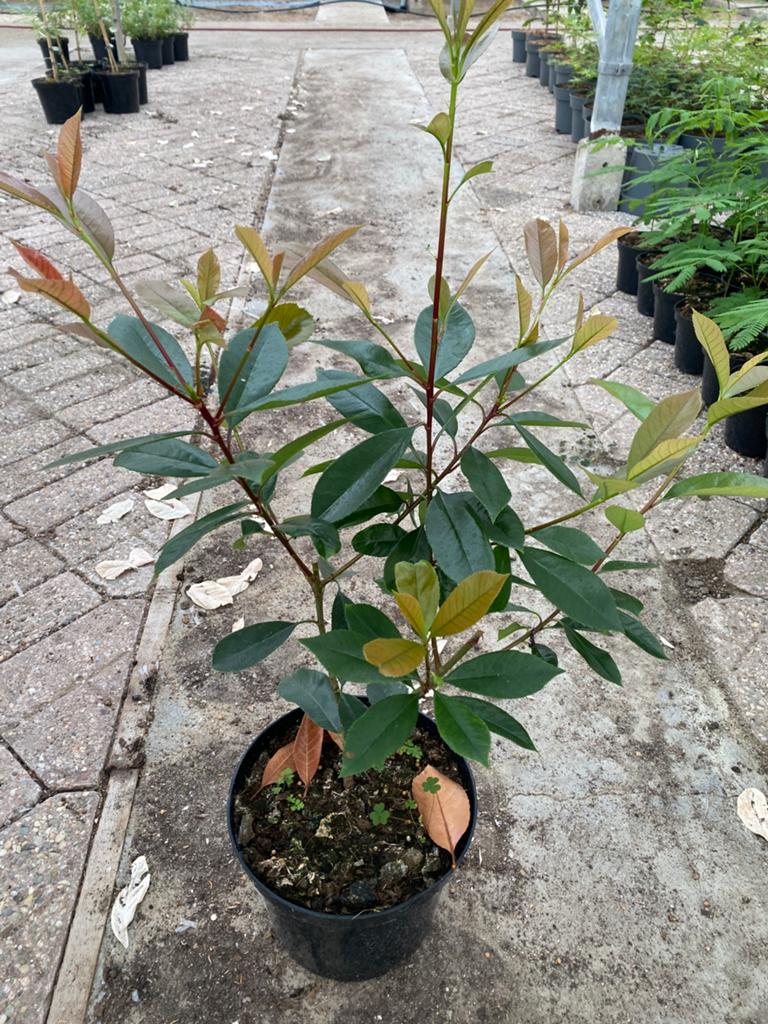 Photinia red robin, Ophalen, Overige soorten, Minder dan 100 cm