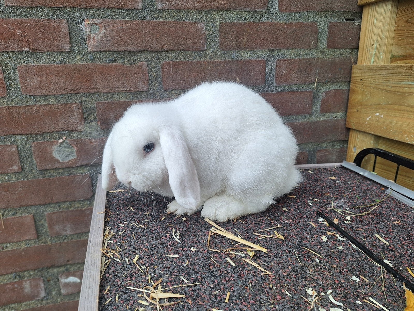 super lief en rustige nhd voedster, Dieren en Toebehoren, Vrouwelijk, Dwerg, Hangoor, 0 tot 2 jaar