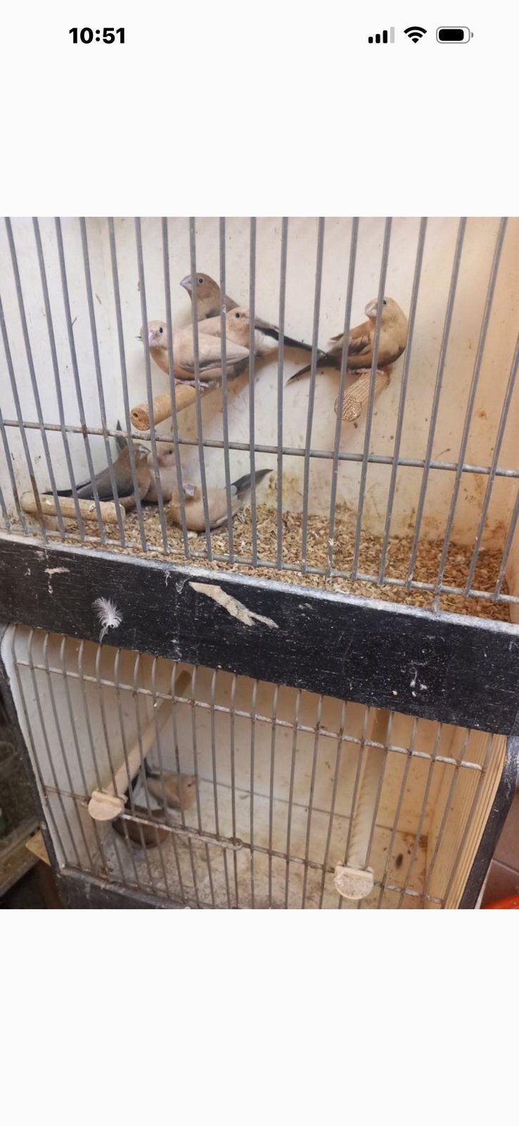 Zilverbekken TT, Meerdere dieren