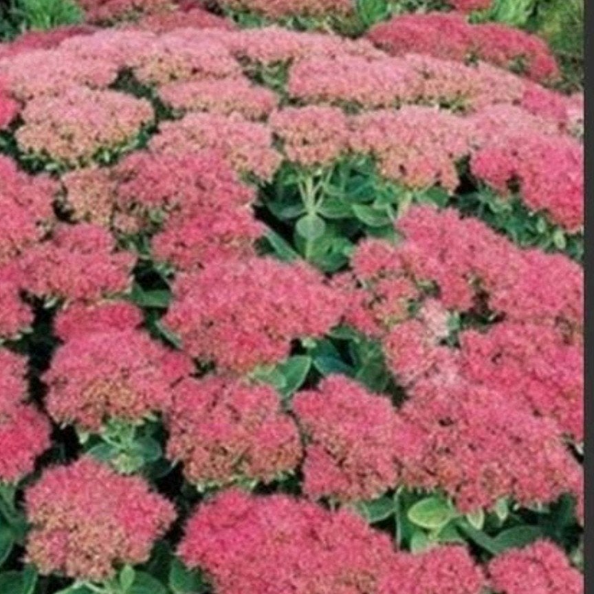 Jonge Sedum sleutelbloem plantjes, Volle zon, Vaste plant, Zomer, Ophalen