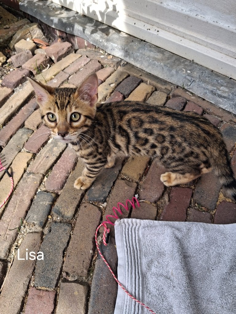 Bengaal/Bengaalse kittens met stamboom, Meerdere dieren, Met stamboom, 0 tot 2 jaar