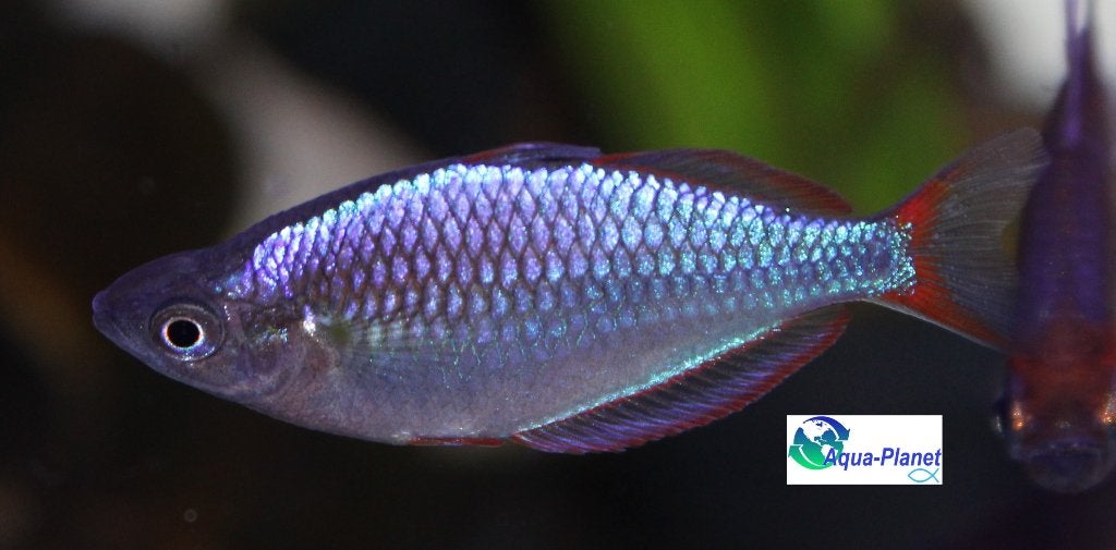 Diamant Regenboogvis (Augustus Actie!!! €3,- pst), Vis, Zoetwatervis, Schoolvis