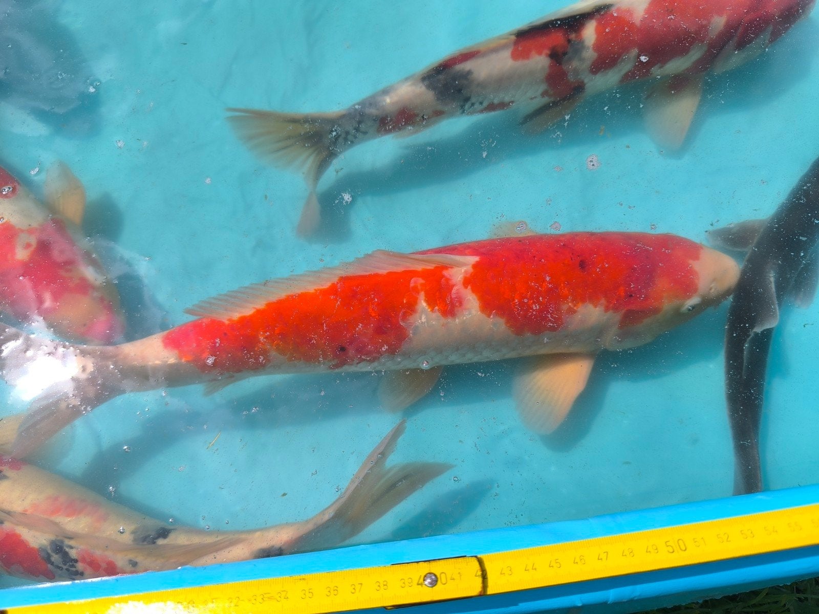 Japanse koi en 2 steurs, Dieren en Toebehoren, Vissen | Vijvervissen, Karper of Koi