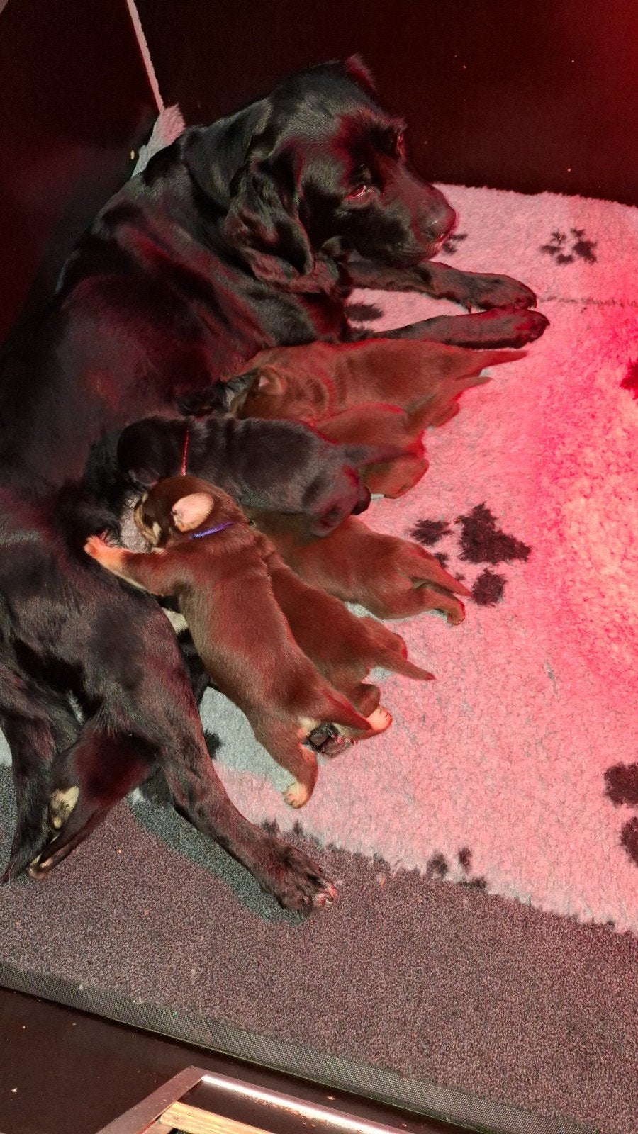 boulab pups, 8 tot 15 weken, Labrador retriever, Meerdere, Meerdere dieren