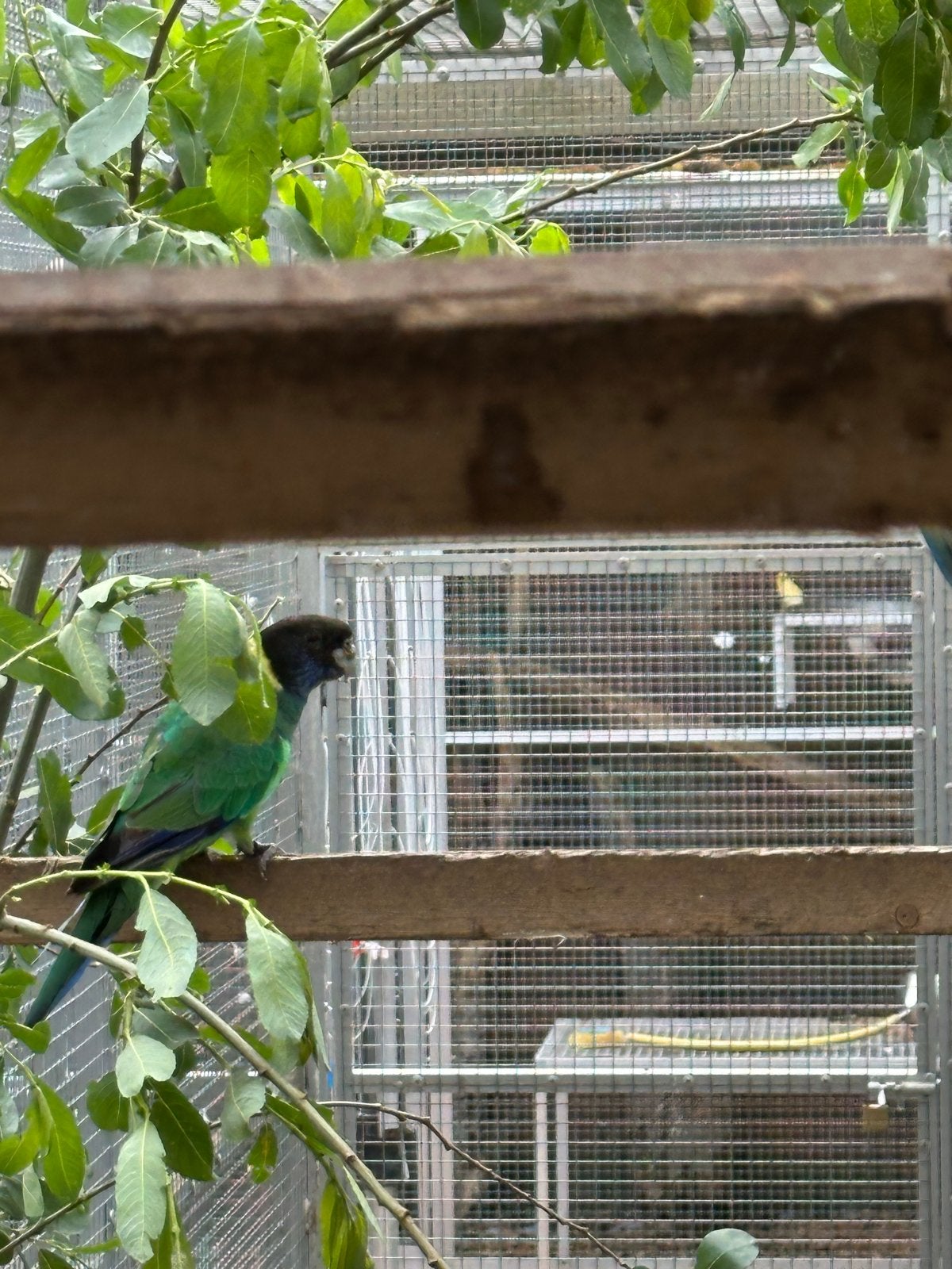 Portlincoln man 2025, Dieren en Toebehoren, Vogels | Parkieten en Papegaaien, Mannelijk, Parkiet, Geringd