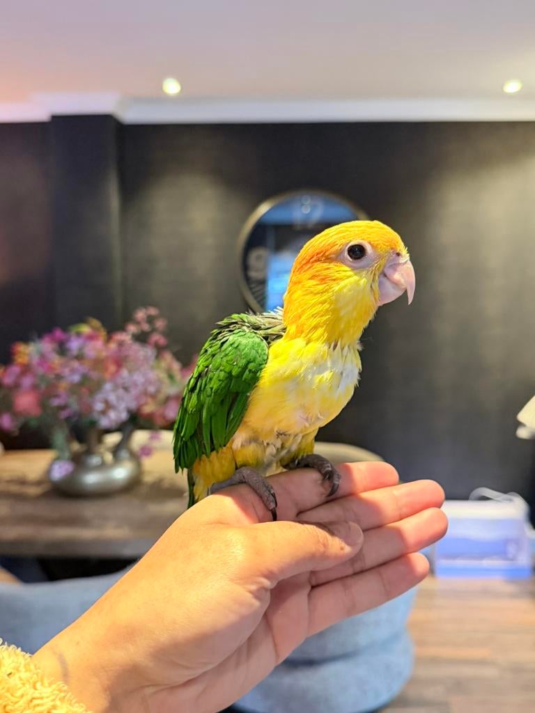 Roestkop caique 10 weken oud, Dieren en Toebehoren, Vogels | Parkieten en Papegaaien, Geslacht onbekend, Papegaai