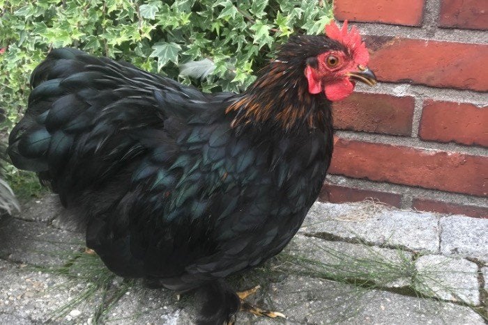 Jonge krielkippen Cochin/Wyandotte/Orpington, Dieren en Toebehoren, Vrouwelijk, Kip