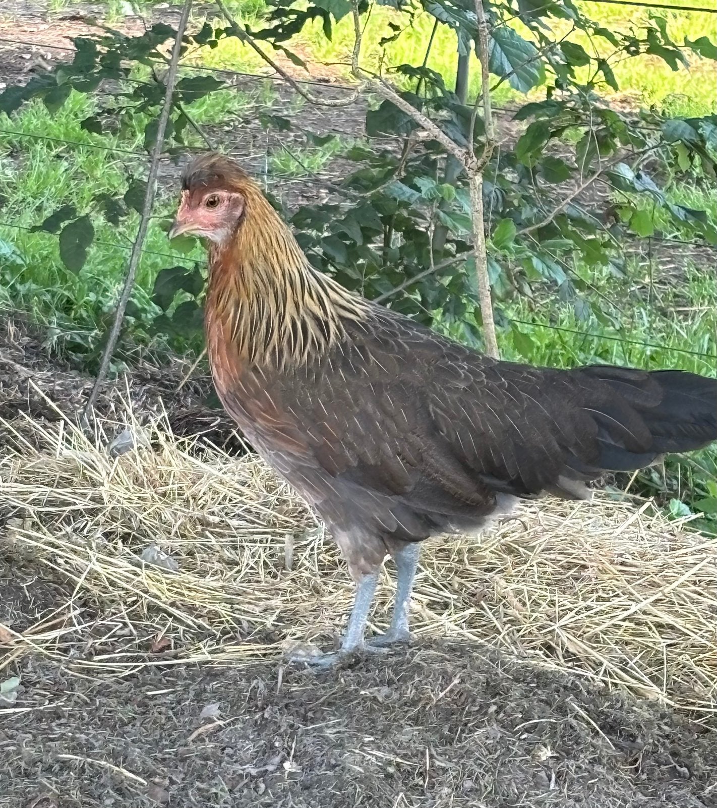Landhoenders, kippen, Dieren en Toebehoren, Pluimvee, Meerdere dieren, Kip