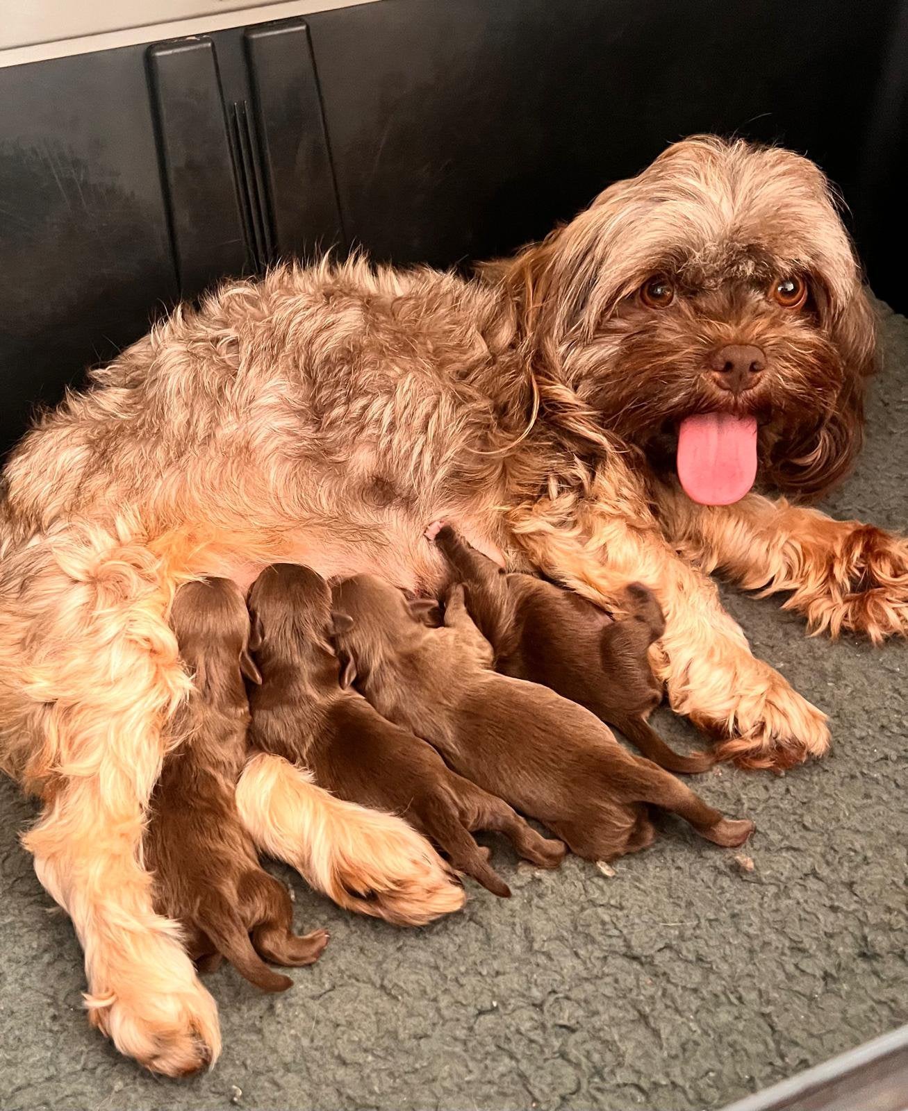 Bolonka Zwetna, Dieren en Toebehoren, CDV (hondenziekte), 8 tot 15 weken, Eén hond, Nederland