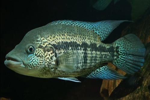 Midden Amerikaanse Cichliden: Parachromis dovii, Dieren en Toebehoren, Vissen | Aquariumvissen, Vis, Zoetwatervis