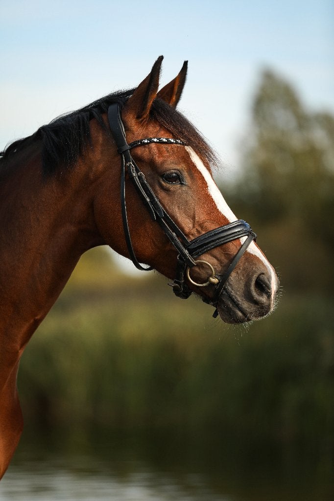 7 jarige bruine merrie zoekt haar lievelingsmens, Merrie, Met stamboom, Dressuurpaard, L