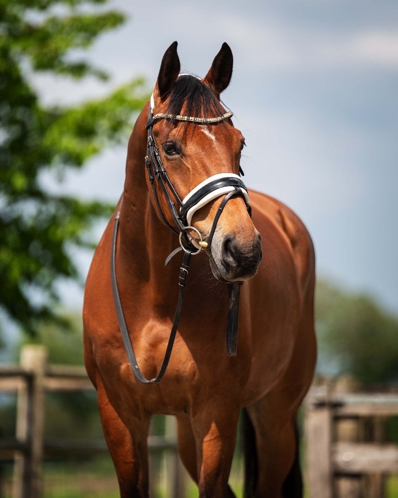 14 jarige allrounder ruin van Apache, Dieren en Toebehoren, Paarden, Ruin, Dressuurpaard, 170 tot 175 cm, 11 jaar of ouder