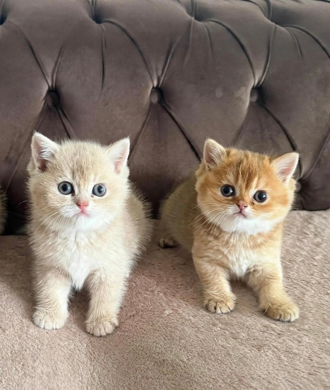 British Shorthair kittens -Golden -BRI ny 12 Golden Shaded, Meerdere dieren, Ontwormd