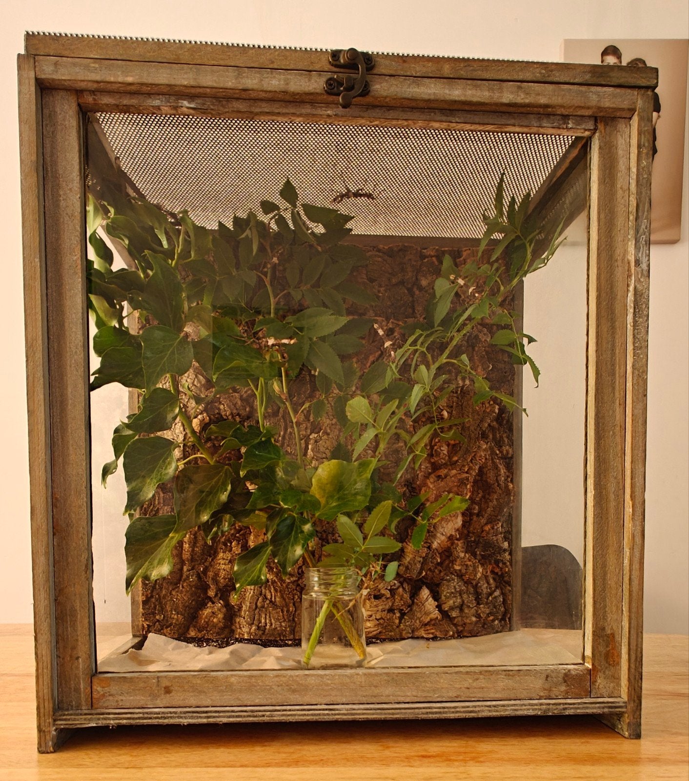 Wandelende tak 9 in terrarium., Dieren en Toebehoren, Reptielen en Amfibieën | Toebehoren, Ophalen
