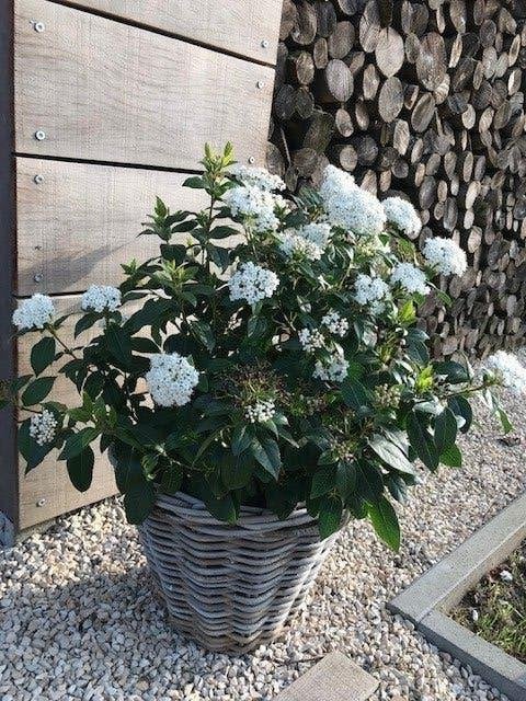 Viburnum, Vaste plant, Halfschaduw, Winter, Ophalen