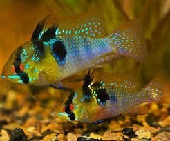 Ramirezi German blue antennebaarsje (M) - Koidream Valburg, Vis, Zoetwatervis