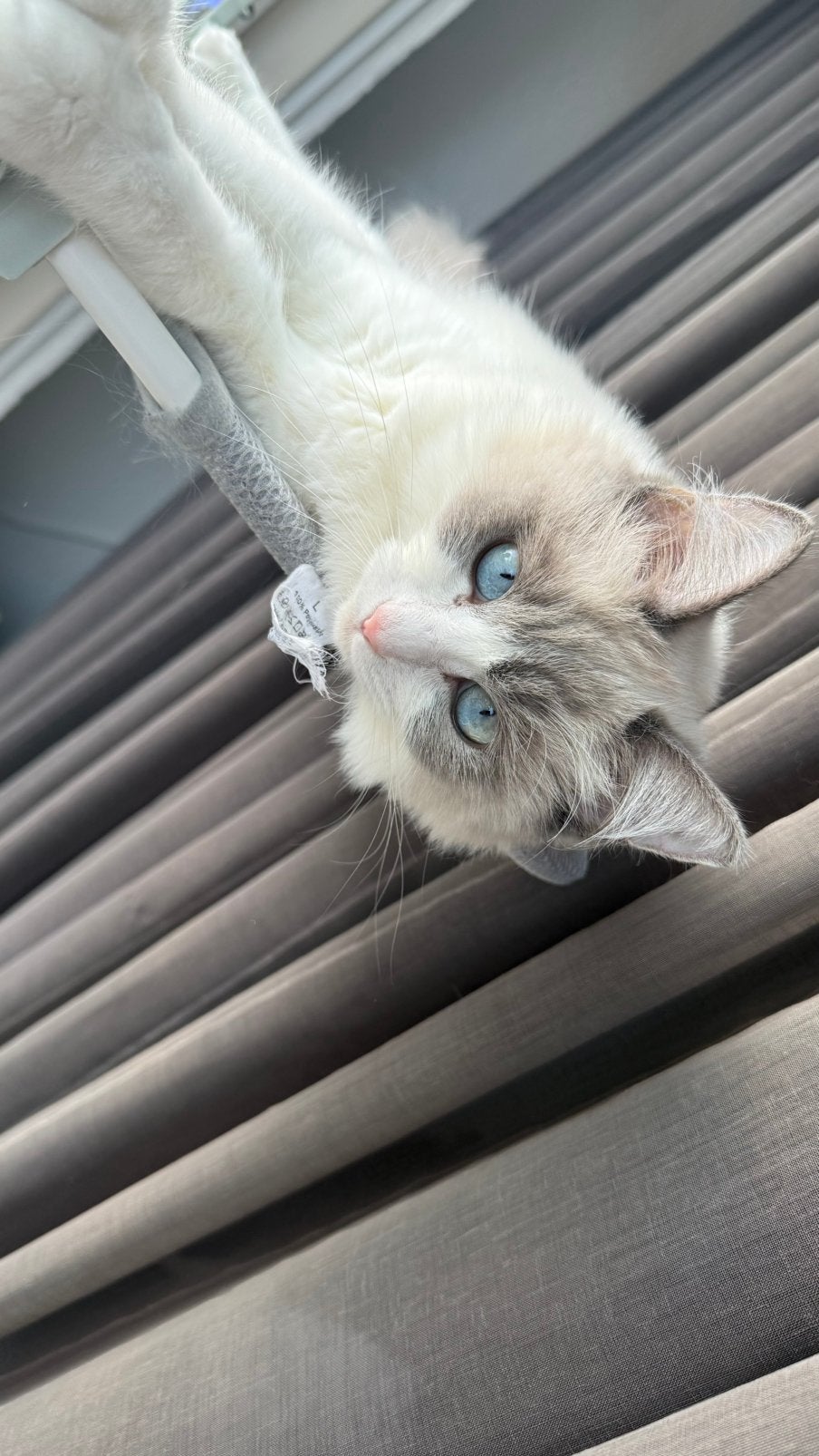 Raggdoll, Dieren en Toebehoren, Poes