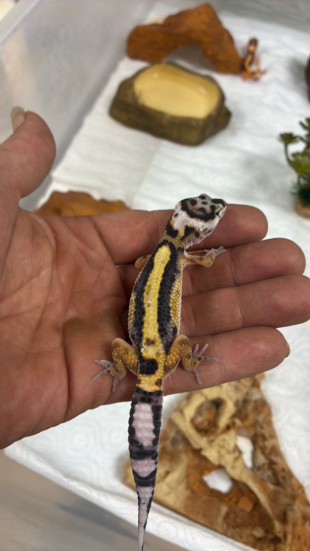 Luipaard gekko