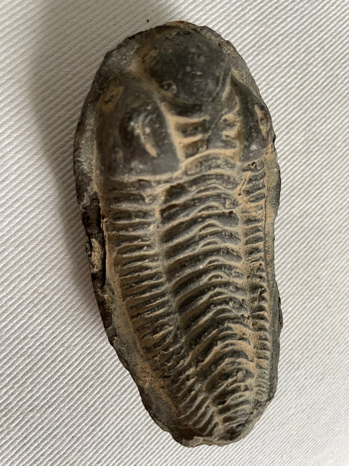 Trilobiet fossiel - Compleet en gedetailleerd, Verzamelen, Mineralen en Fossielen, Ophalen of Verzenden, Fossiel
