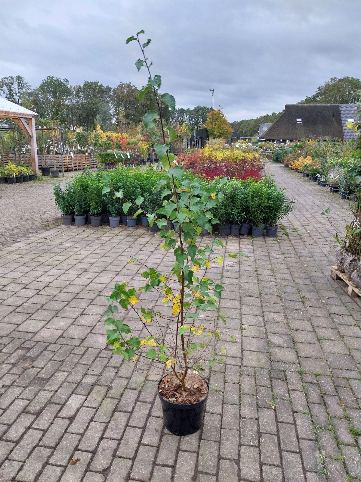 Betula Pubescens - Zachte Berk 150-175 cm, Tuin en Terras, Overige soorten, Lente, 100 tot 250 cm, Ophalen