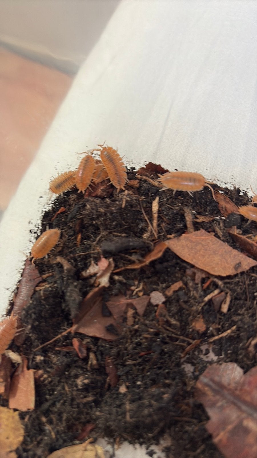Tropische pissebedden Porcellio laevis ‘Orange’, Dieren en Toebehoren, Overige soorten