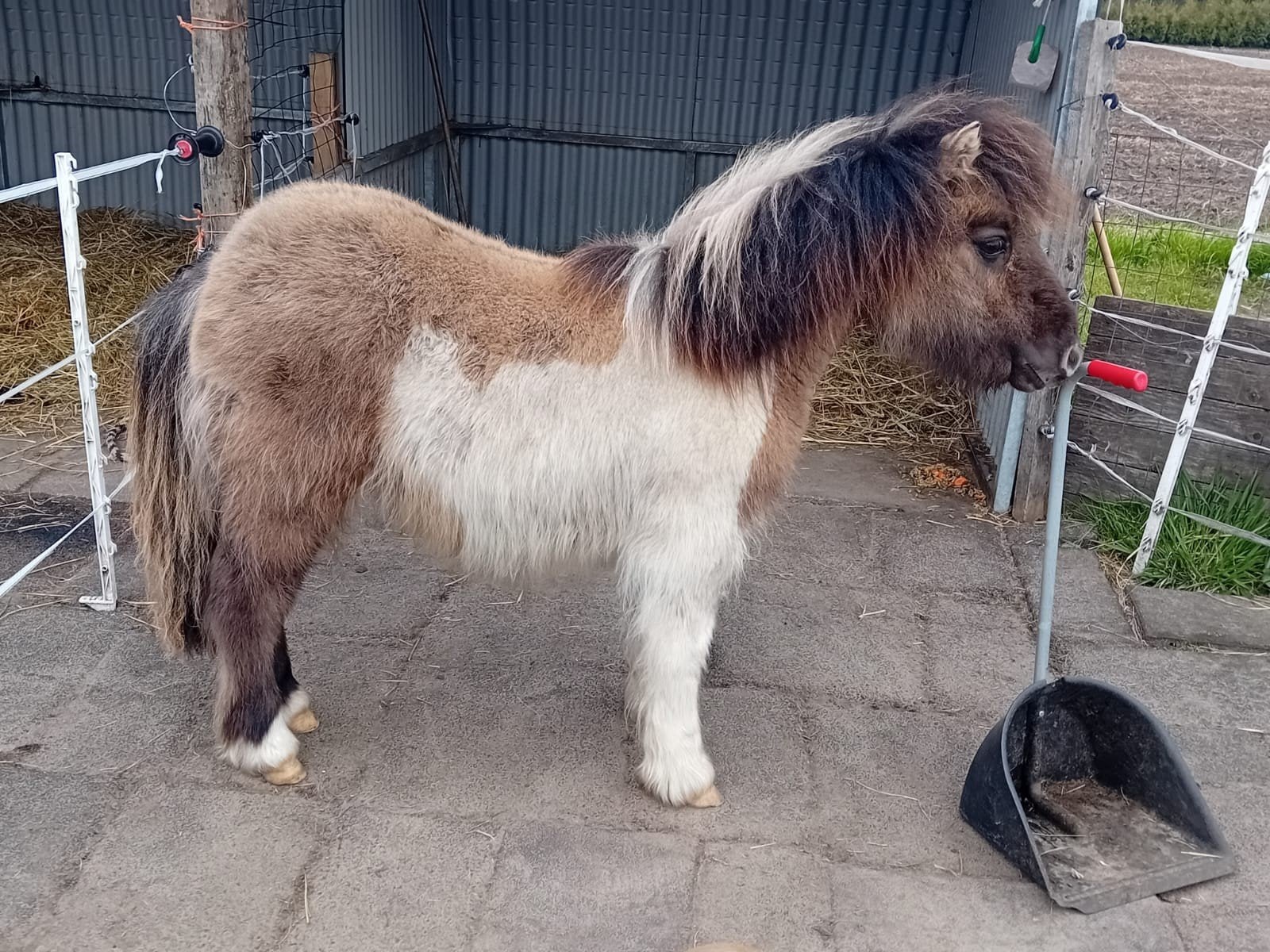 Aparte jaarling hengst( nieuwe advertentie), Niet van toepassing, Hengst, A pony (tot 1.17m), 3 tot 6 jaar