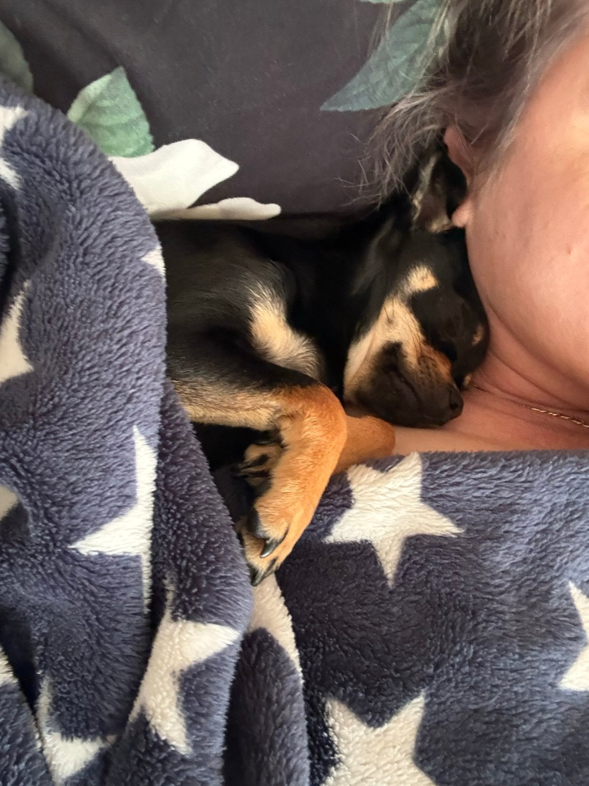 Chihuahua-, 1 tot 2 jaar, Teef, Parvo, Eén hond