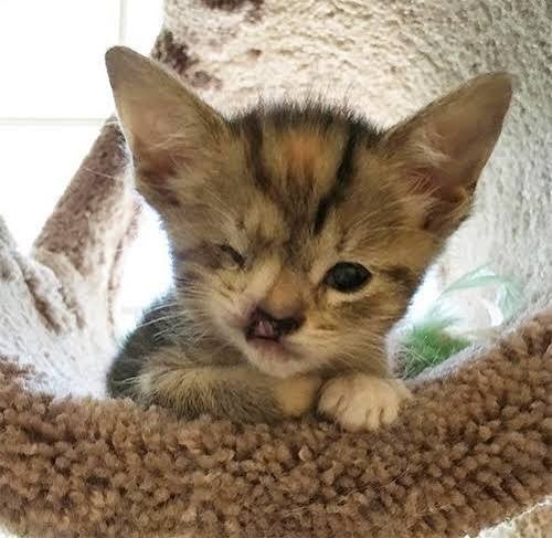 Huisje aangeboden voor special needs kitten, Dieren en Toebehoren, Katten en Kittens | Overige Katten, Poes