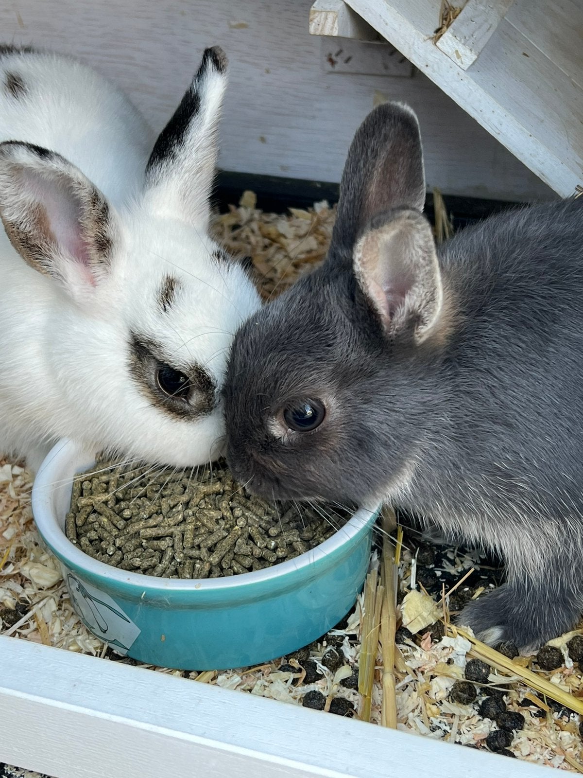 2 dwerg konijntjes met kooi, voer en benodigdheden, Meerdere dieren, Dwerg