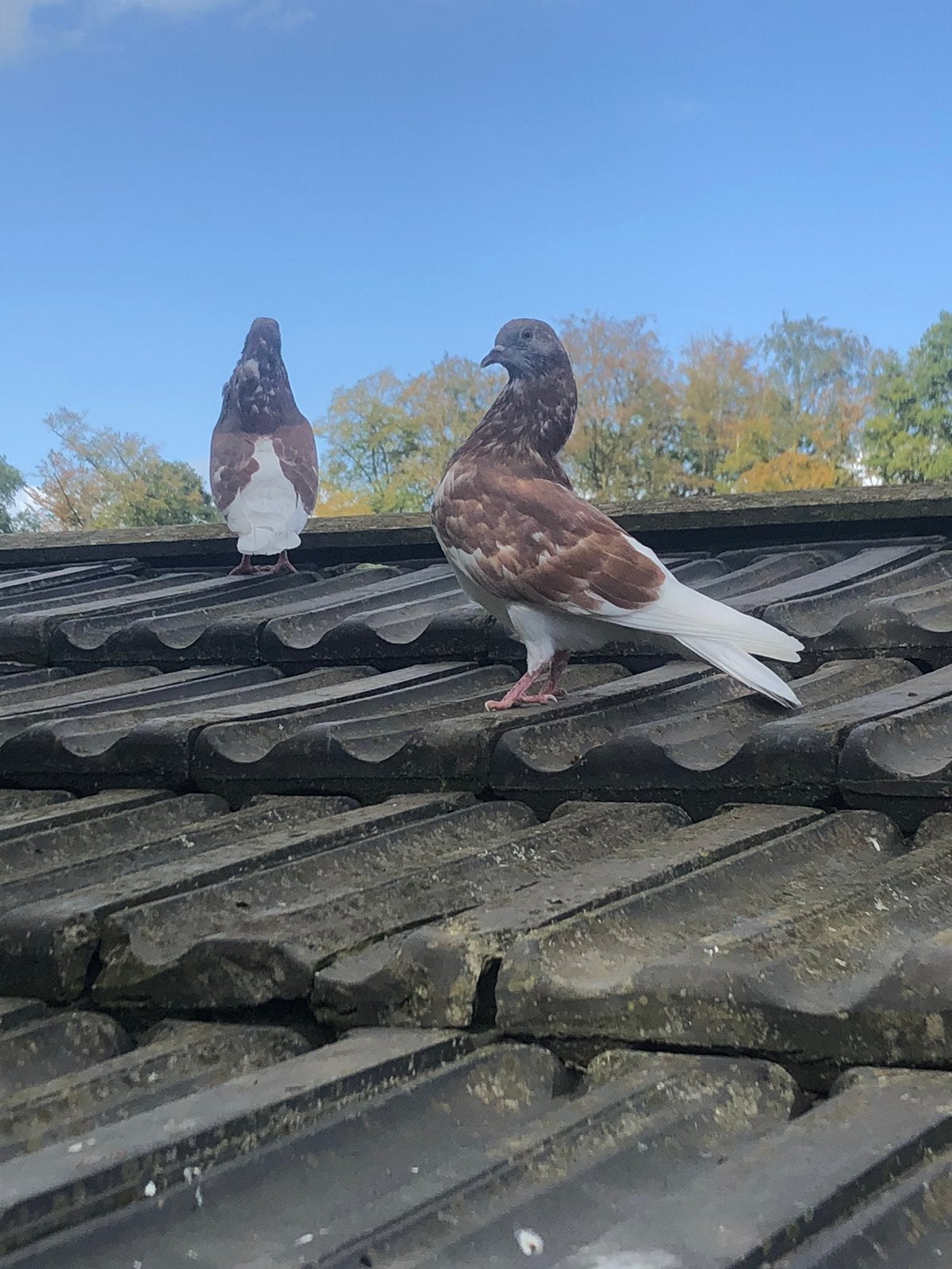Gelderse Slenken, Meerdere dieren, Postduif