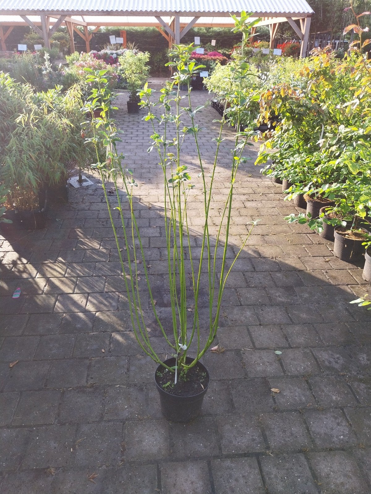 Cornus Flaviramea - Gele Kornoelje, Volle zon, Vaste plant, Zomer, Ophalen